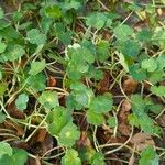 Hydrocotyle ranunculoides 葉