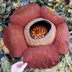 Rafflesia kerrii Lorea