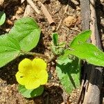 Sida cordata Habitus