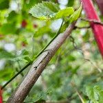 Abutilon megapotamicum Kůra