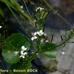Cardamine asarifolia Libunga