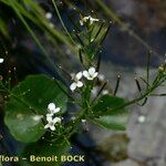 Cardamine asarifolia 整株植物