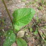 Sinapis arvensis Likasa