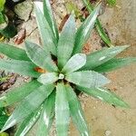 Agave decipiens 葉