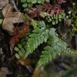 Asplenium adiantum-nigrumपत्ता