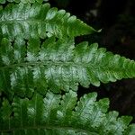 Cyathea cyatheoides Yaprak