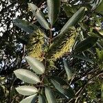 Cunonia capensis Hoja