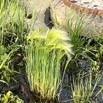 Hordeum jubatum Leaf