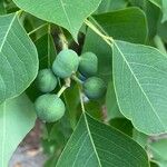 Triadica sebifera Fruit