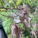 Colutea arborescens Fruit