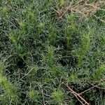 Artemisia campestris Fuelha