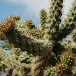 Cylindropuntia imbricata 葉