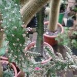 Opuntia triacanthos Folha