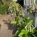 Nicotiana paniculata Flower