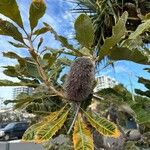 Banksia robur बार्क (छाल)
