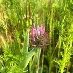 Trifolium hirtumFlower