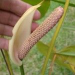 Anthurium formosum ഇല