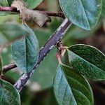 Cotoneaster simonsii Bark