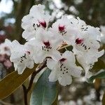 Rhododendron fulvum Floare