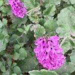 Francoa appendiculata Flor