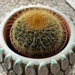 Echinocactus grusonii 葉