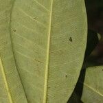 Ficus americana Leaf