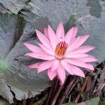 Nymphaea rubra Flower