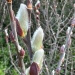 Salix atrocinerea Kukka