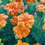 Tagetes erectaFlor