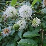 Cephalanthus occidentalis Кветка