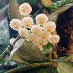 Hoya lacunosa Flower