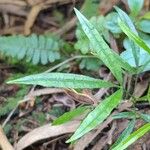 Vepris lanceolata Folio