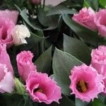 Eustoma exaltatum Cvet