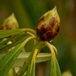 Rhododendron × geraldii Other