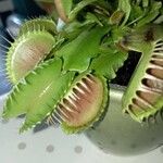 Dionaea muscipula List