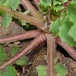 Sonchus oleraceus Rinde