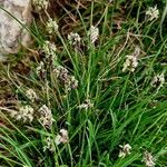 Sesleria caerulea Blad