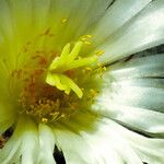 Astrophytum myriostigma Kvet