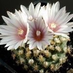 Turbinicarpus schmiedickeanus Квітка