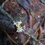 Voyria corymbosa Flor