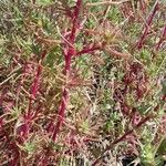 Salsola soda Hoja