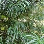 Podocarpus salignus पत्ता