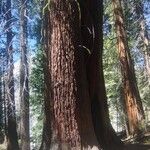 Pinus lambertiana Corteza