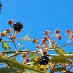 Rubus ulmifolius Froito