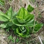 Veratrum album Leaf