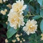 Rosa banksiae Fleur