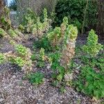 Moluccella laevis Habitatea