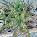 Aloe maculata 葉