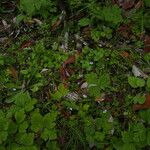 Mazus dentatus Habit