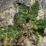 Asplenium hispanicum Altro